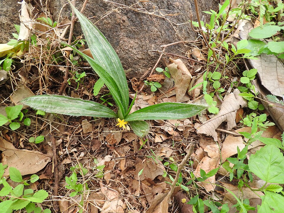 Molineria trichocarpa