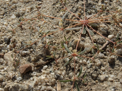 Mollugo cerviana (Voice plant) — photo