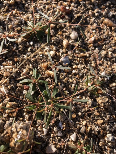 Mollugo cerviana (Voice plant) — photo
