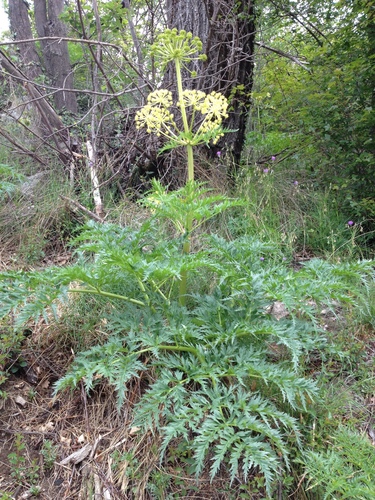 Molopospermum peloponnesiacum (Api bord) — photo