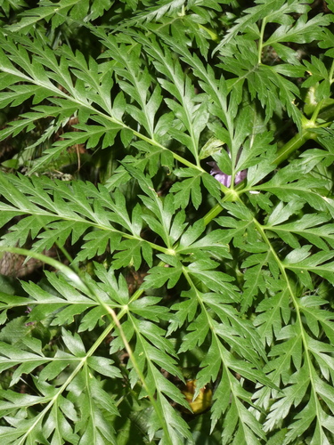 Molopospermum peloponnesiacum (Api bord) — photo