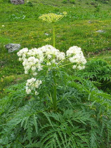 Molopospermum peloponnesiacum