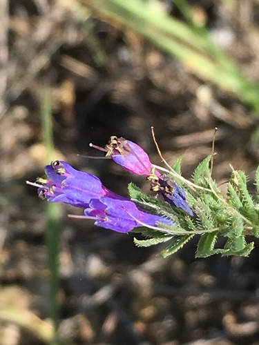 Moltkia coerulea — photo