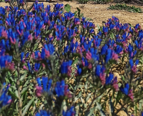 Moltkia coerulea
