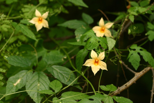 Momordica anigosantha — photo