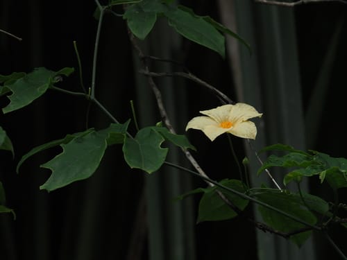 Momordica anigosantha — photo