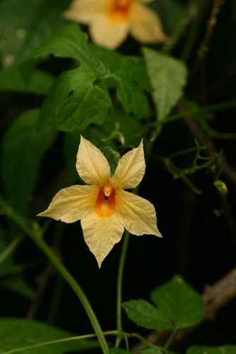 Momordica anigosantha
