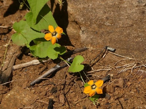 Momordica boivinii — photo