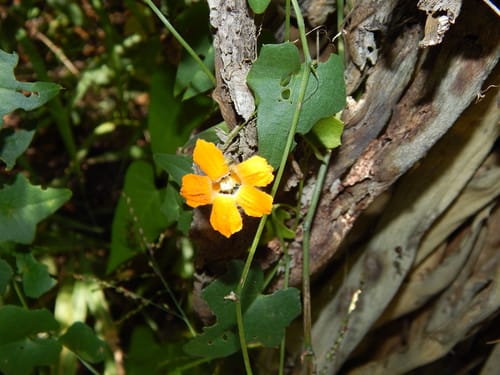 Momordica boivinii — photo