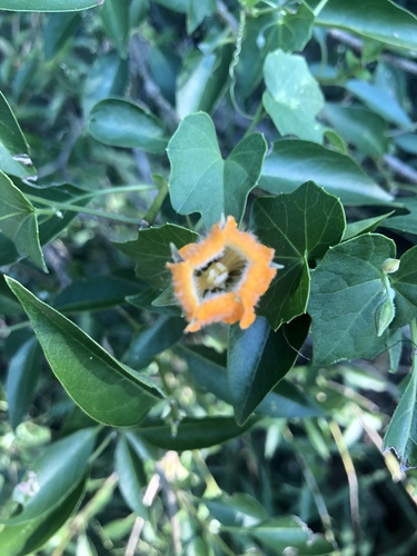Momordica boivinii