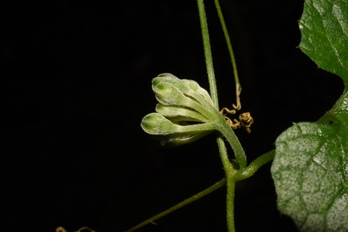 Momordica calantha