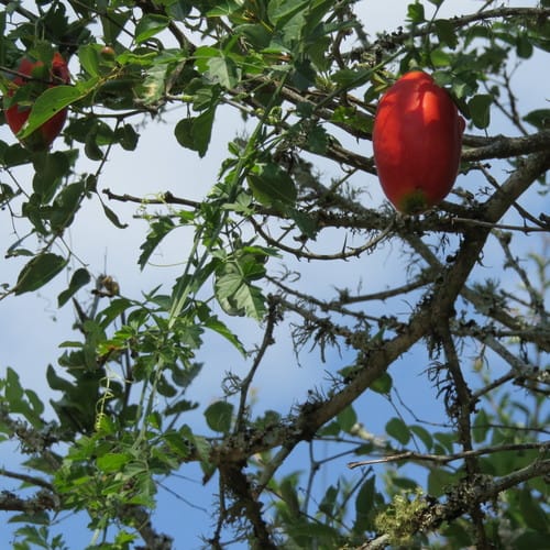 Momordica cardiospermoides (Bitter gourd) — photo