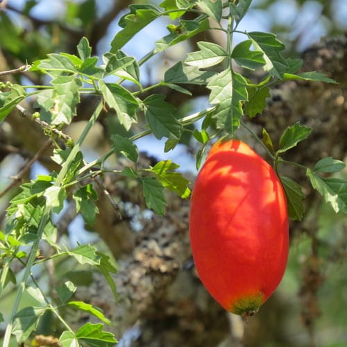Momordica cardiospermoides (Bitter gourd) — photo