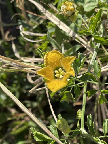 Momordica cardiospermoides