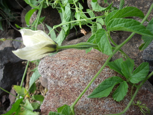 Momordica pterocarpa — photo