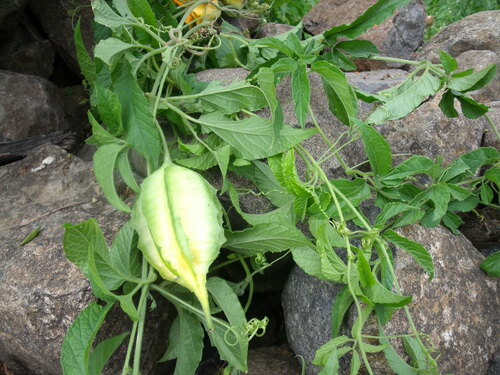 Momordica pterocarpa