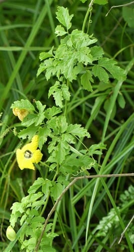 Momordica trifoliolata — photo