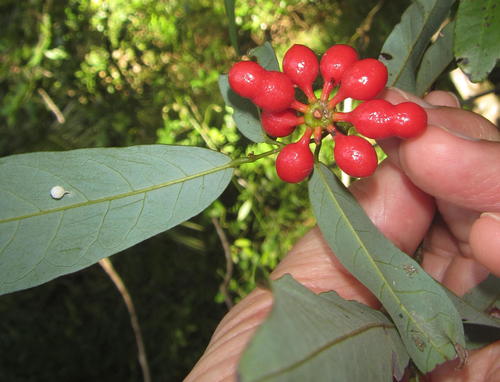 Monanthotaxis caffra (Dwaba-berry) — photo
