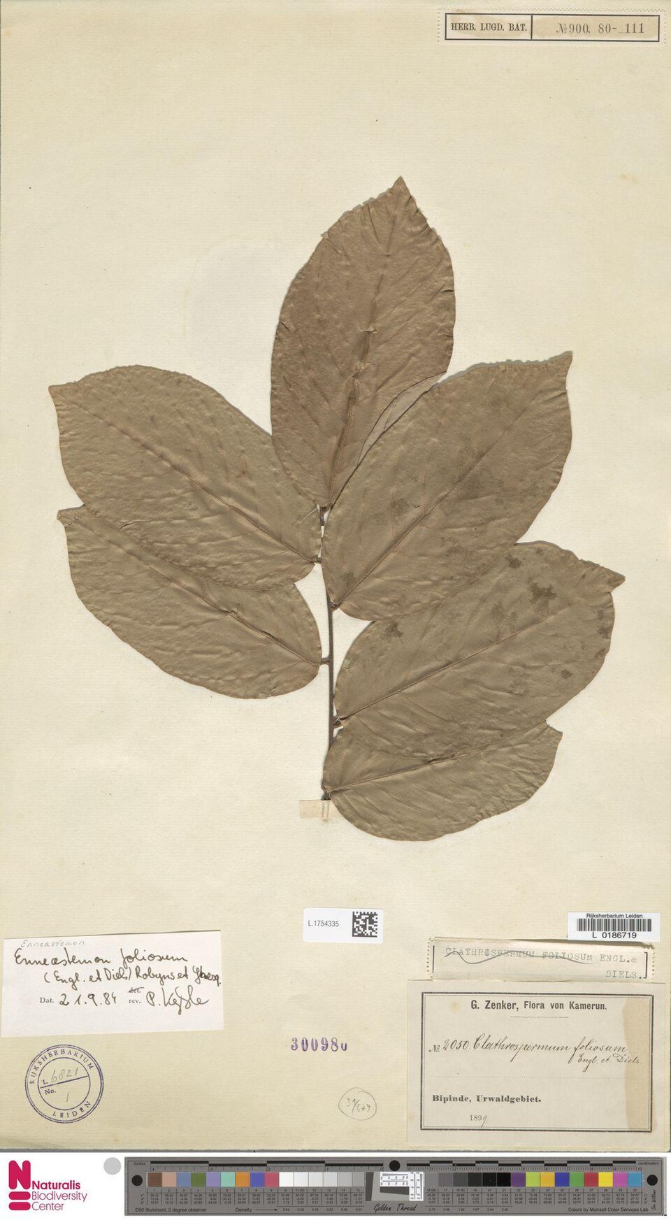 Monanthotaxis foliosa