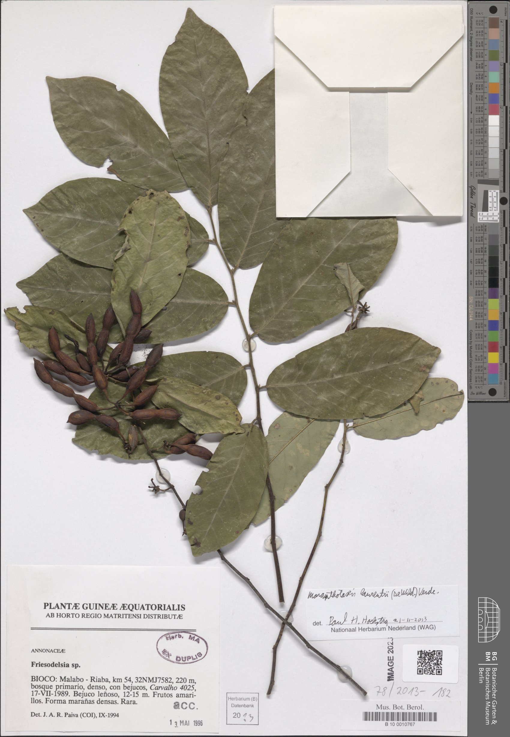 Monanthotaxis laurentii