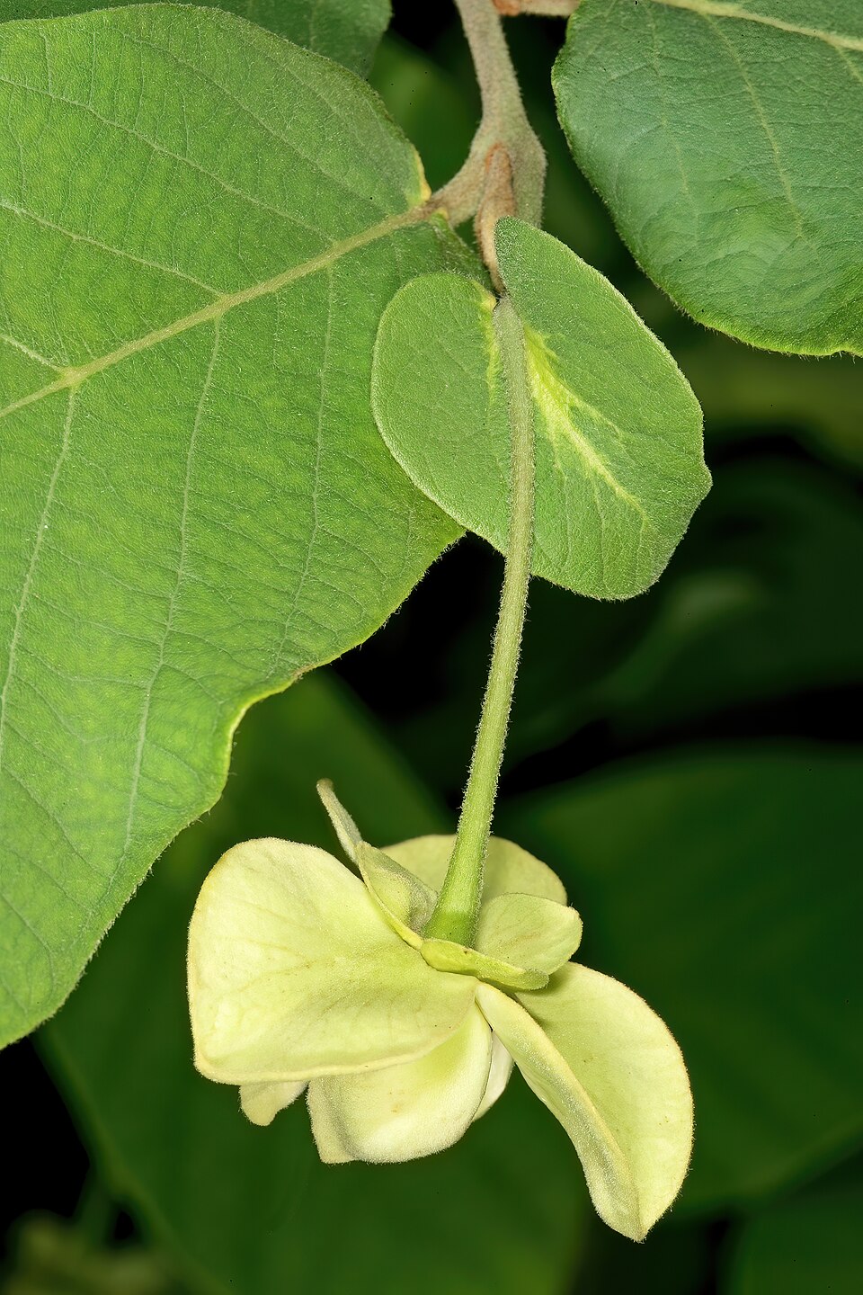 Monanthotaxis obovata (Northern dwaba-berry) — photo