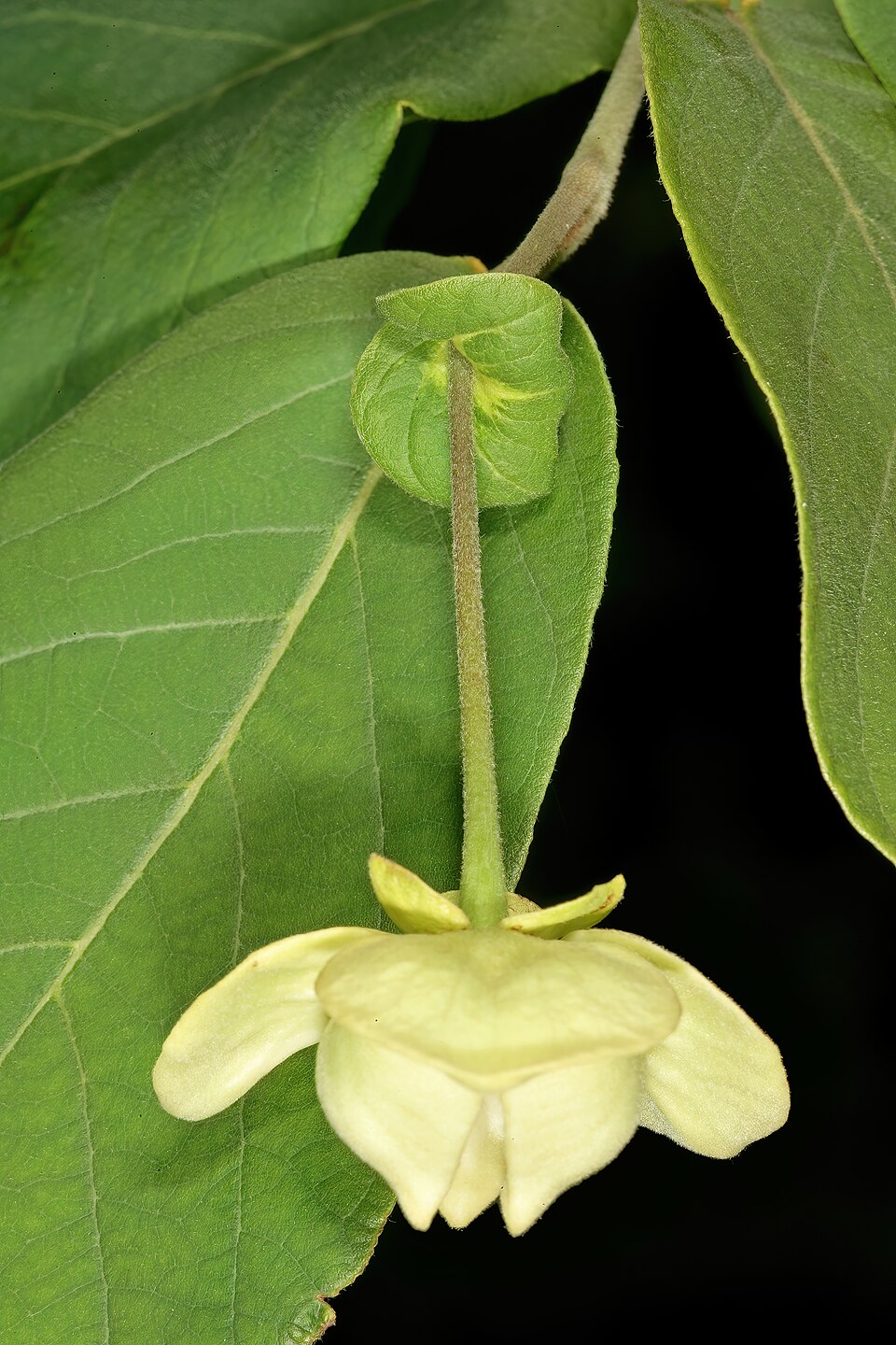 Monanthotaxis obovata