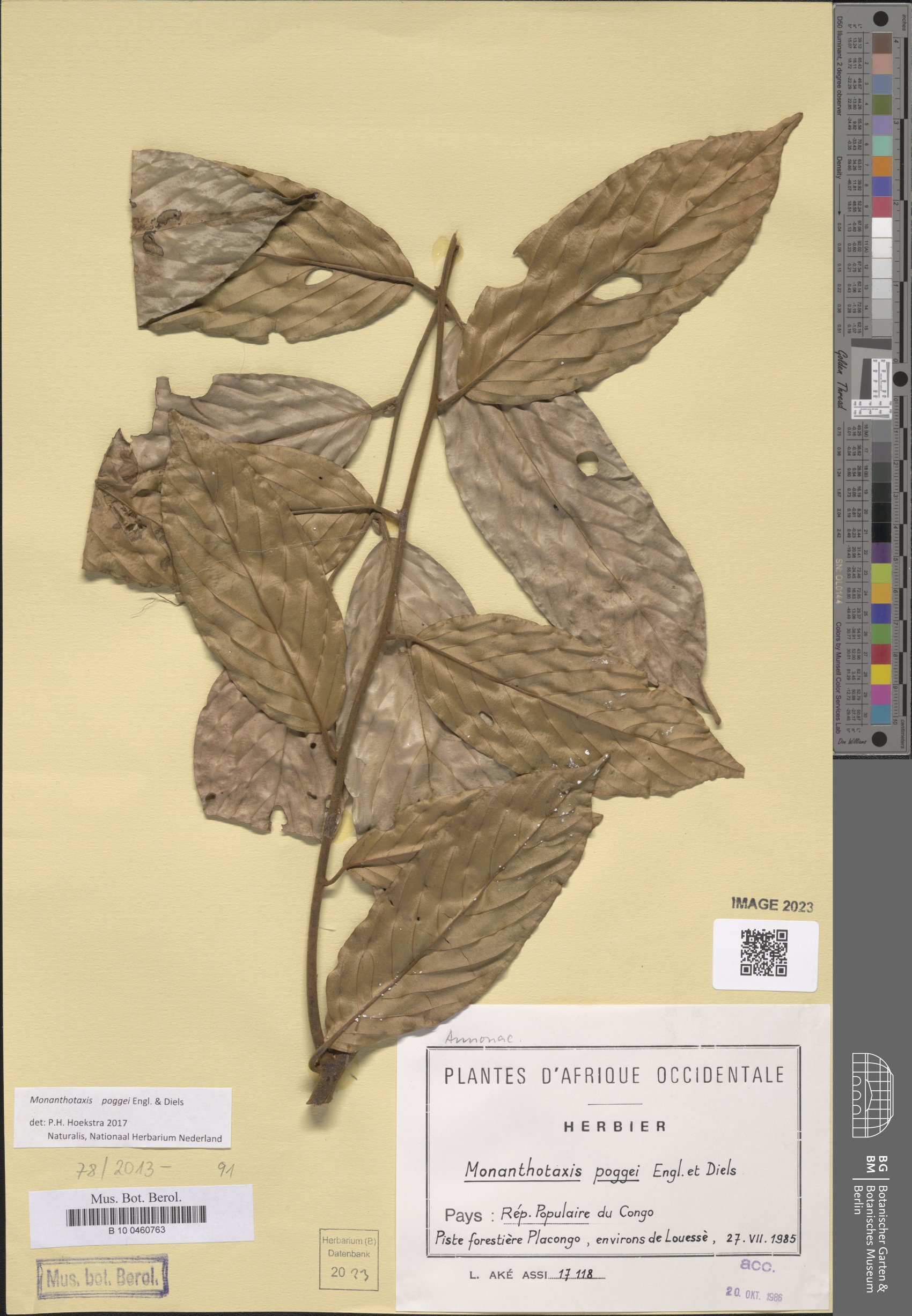 Monanthotaxis poggei