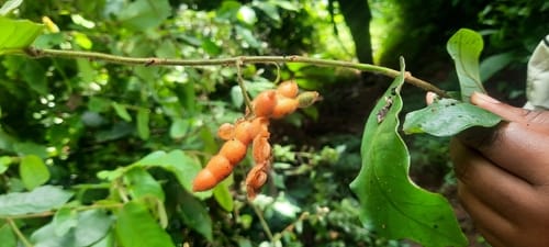 Monanthotaxis trichocarpa — photo