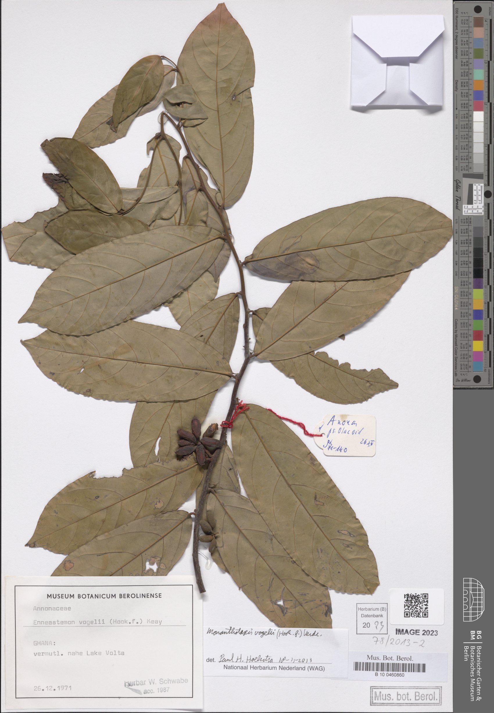 Monanthotaxis vogelii (Anmada) — photo