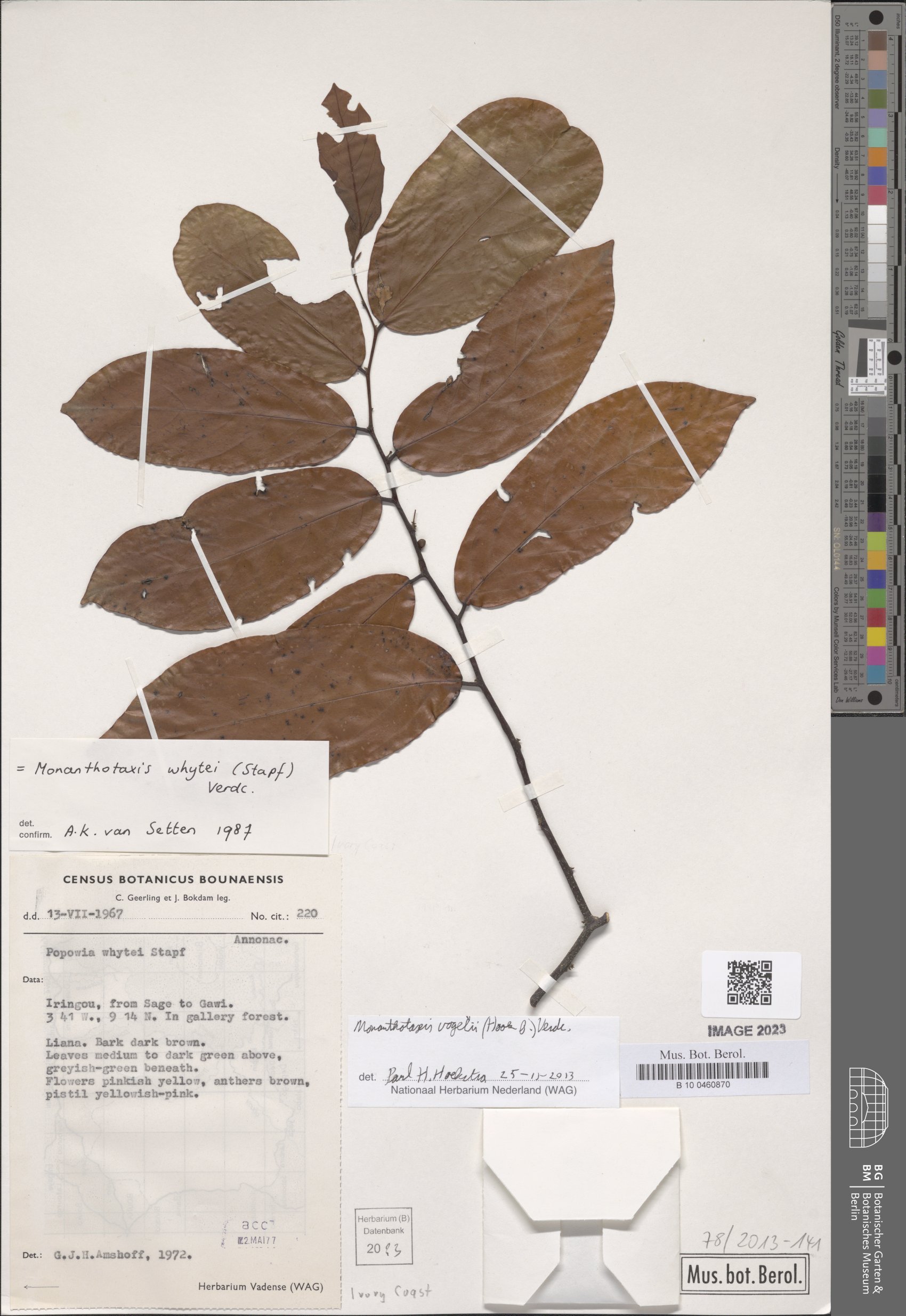 Monanthotaxis vogelii (Anmada) — photo