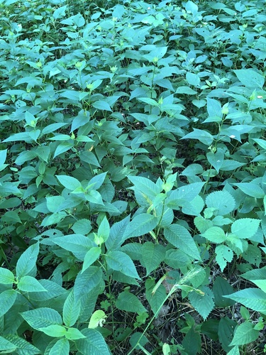 Monarda clinopodia (White basil-balm) — photo