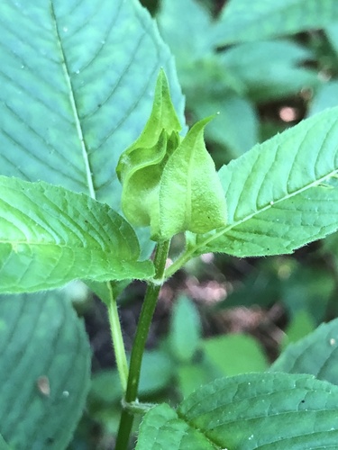 Monarda clinopodia (White basil-balm) — photo