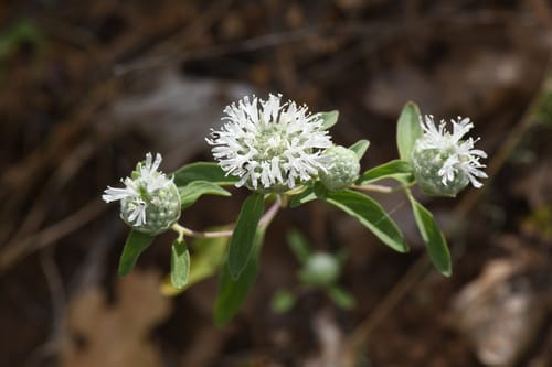 Monardella candicans (Sierran mountain balm) — photo