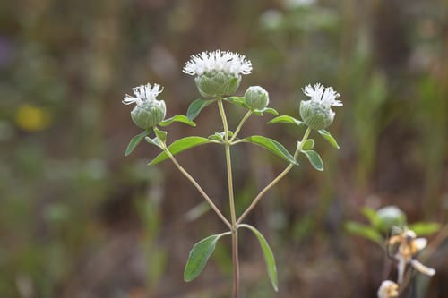 Monardella candicans (Sierran mountain balm) — photo
