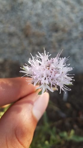 Monardella odoratissima (Mountain pennyroyal) — photo