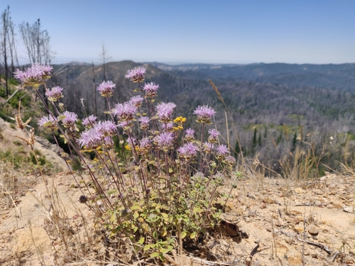 Monardella villosa (Coyote mint) — photo