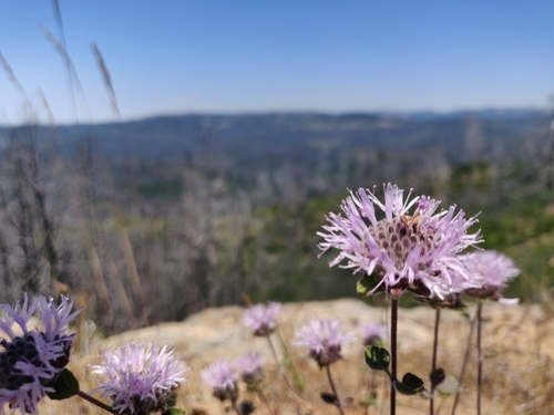 Monardella villosa (Coyote mint) — photo