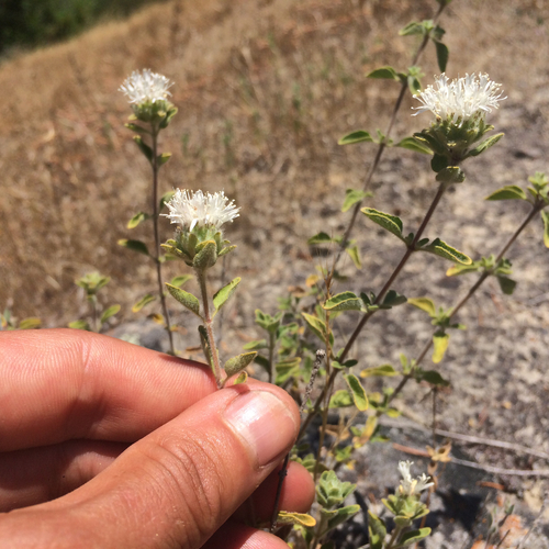 Monardella villosa