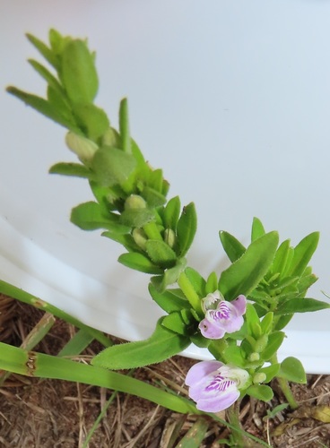 Monechma debile — photo