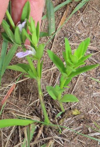 Monechma debile — photo
