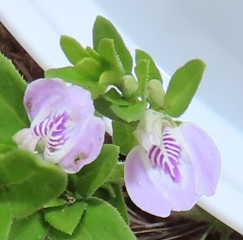 Monechma debile