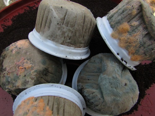 Monilia sitophila (The red bread mould fungus) — photo
