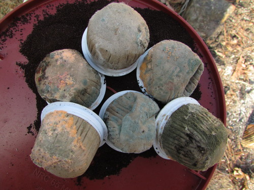 Monilia sitophila (The red bread mould fungus) — photo