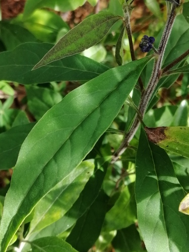 Monnina ciliolata — photo
