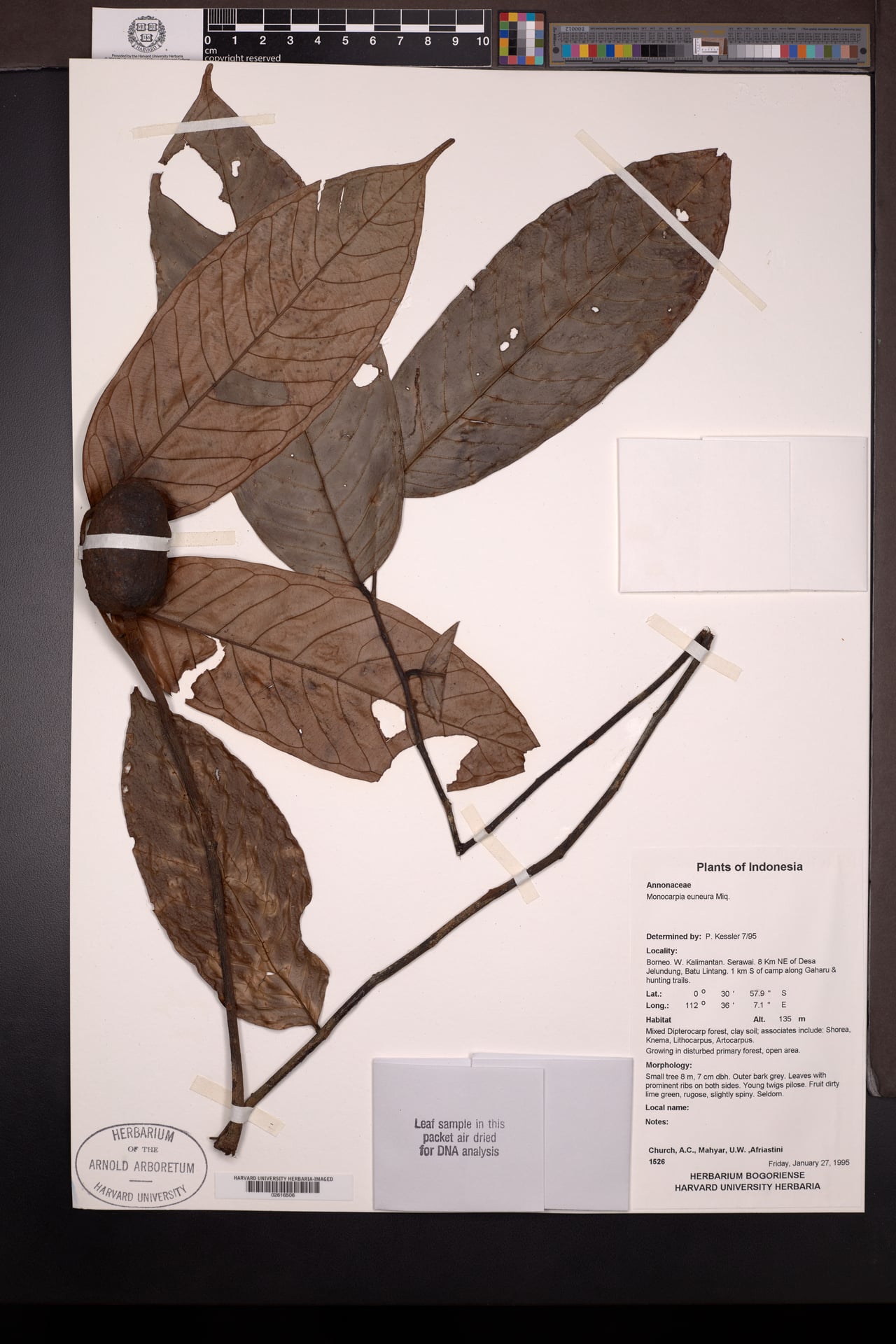 Monocarpia euneura — photo