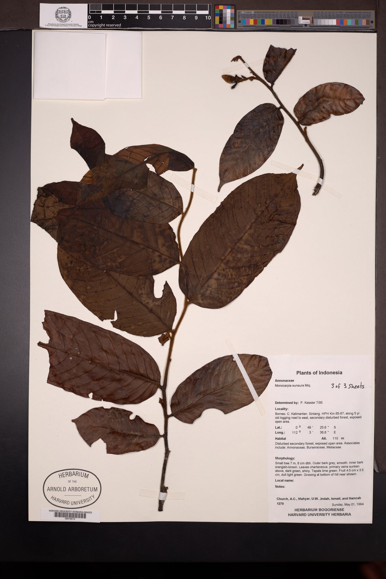 Monocarpia euneura — photo