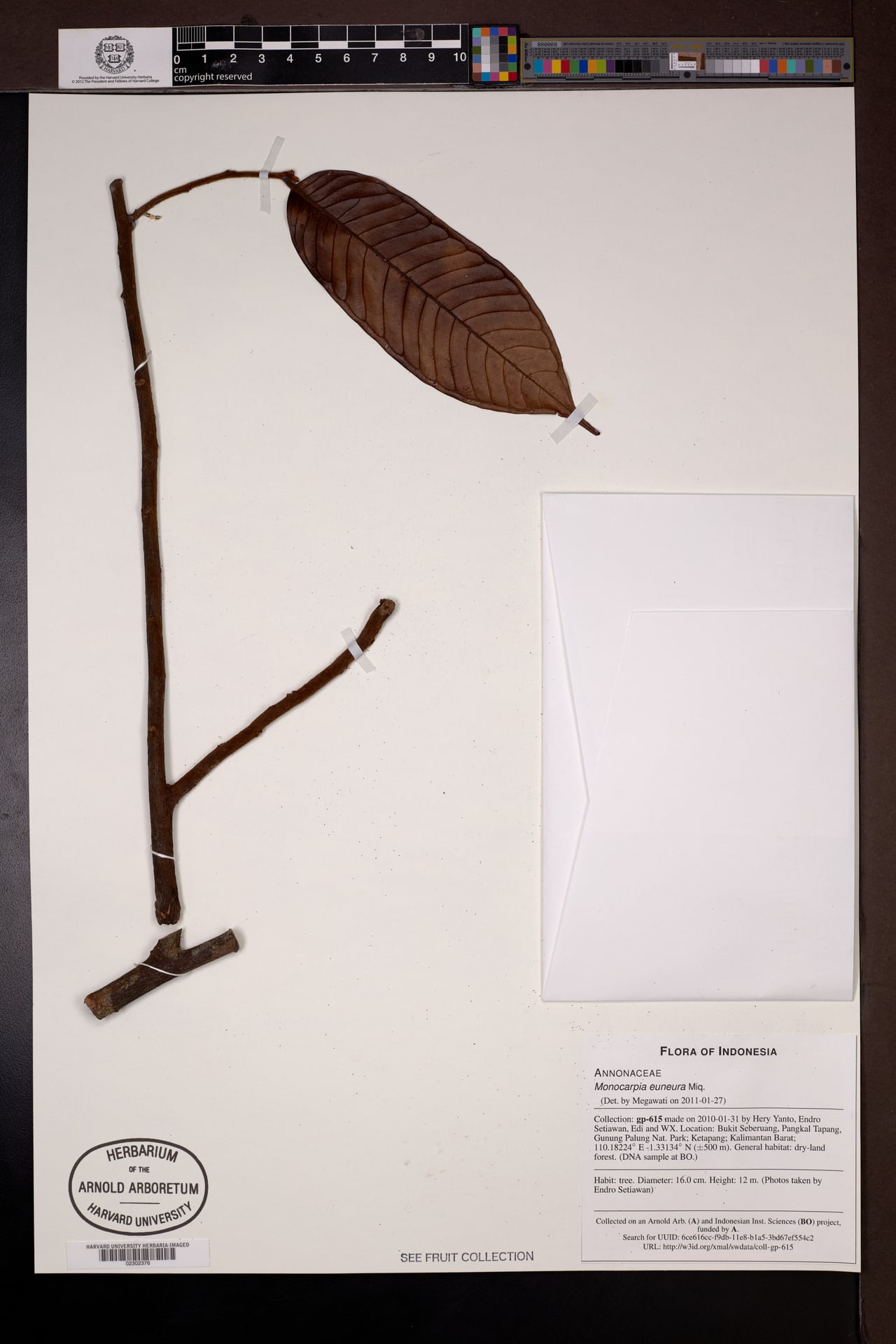 Monocarpia euneura