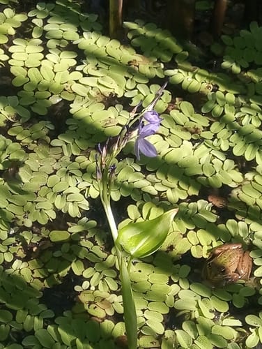 Monochoria korsakowii — photo