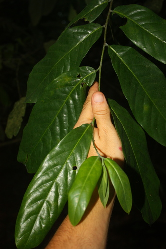 Monodora crispata