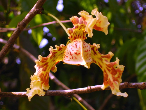 Monodora undulata